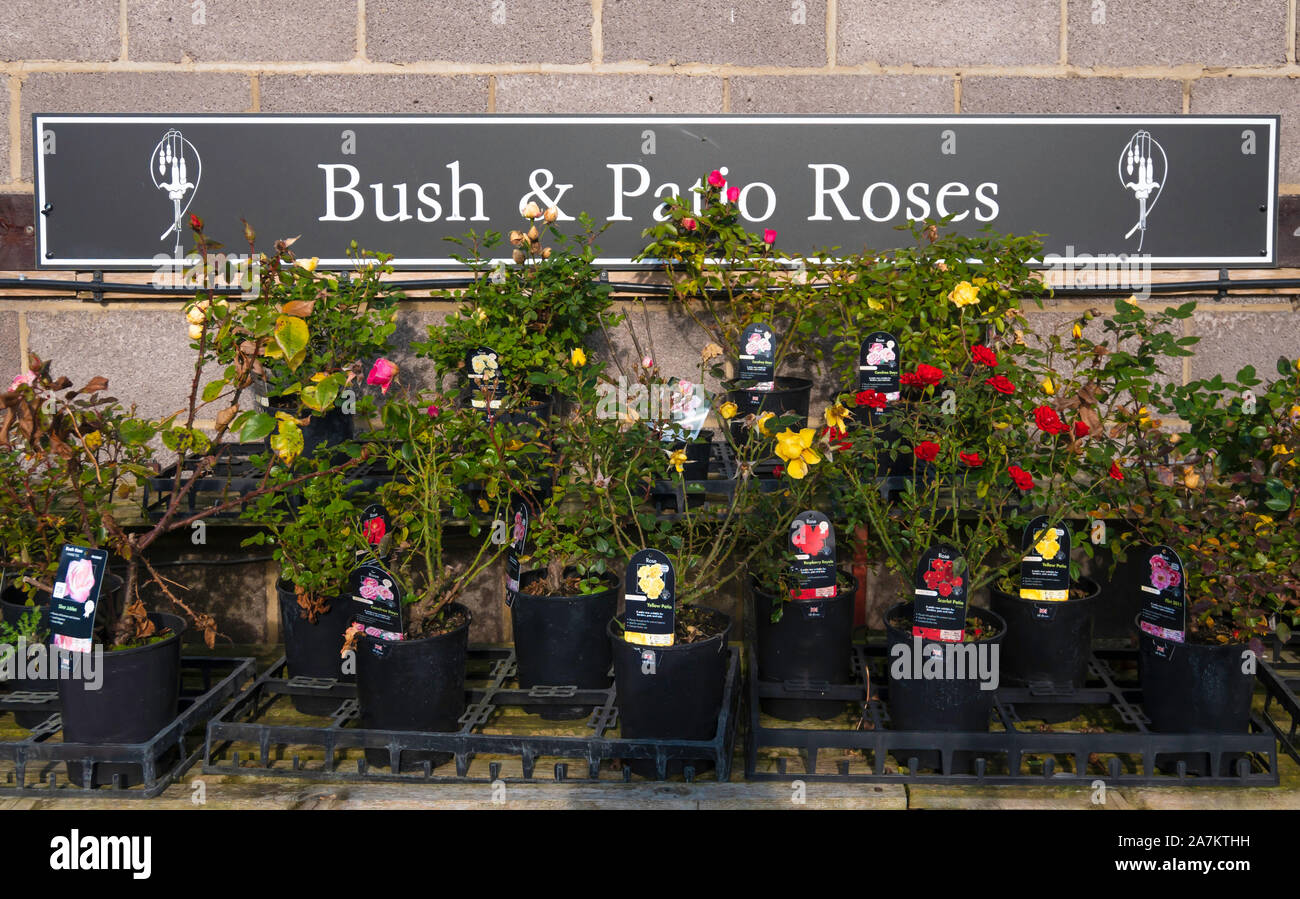 Eine Anzeige von Bush und Terrasse blühende Rosen zum Verkauf in Nord Yorkshire Garten Center Stockfoto