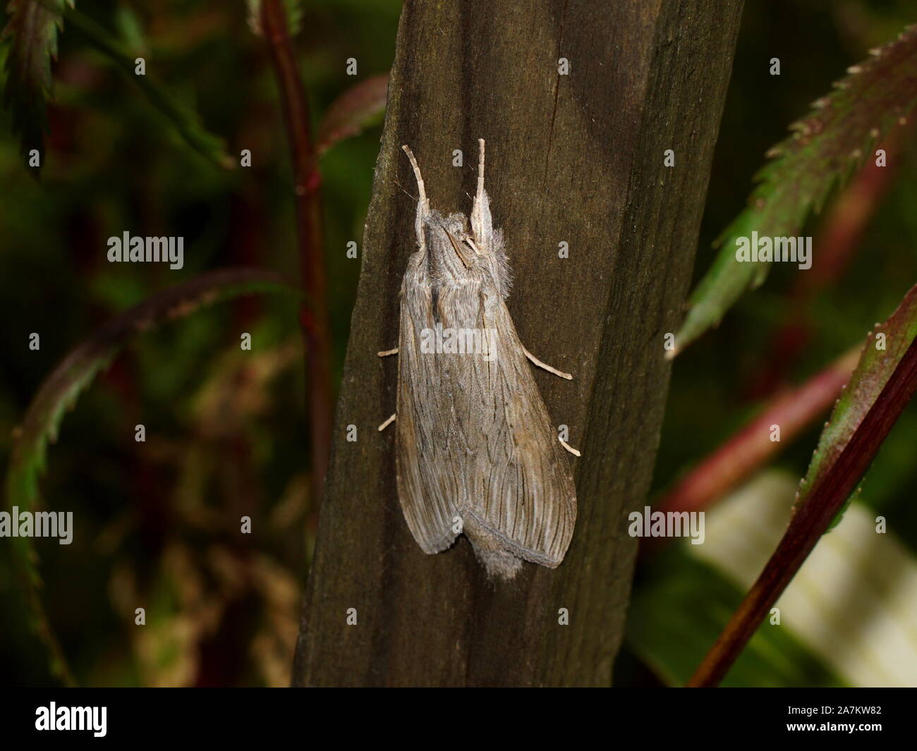 Der Hai (Cucullia umbratica) ist ein Schmetterling (Nachtfalter) aus der Familie Noctuidae. Stockfoto