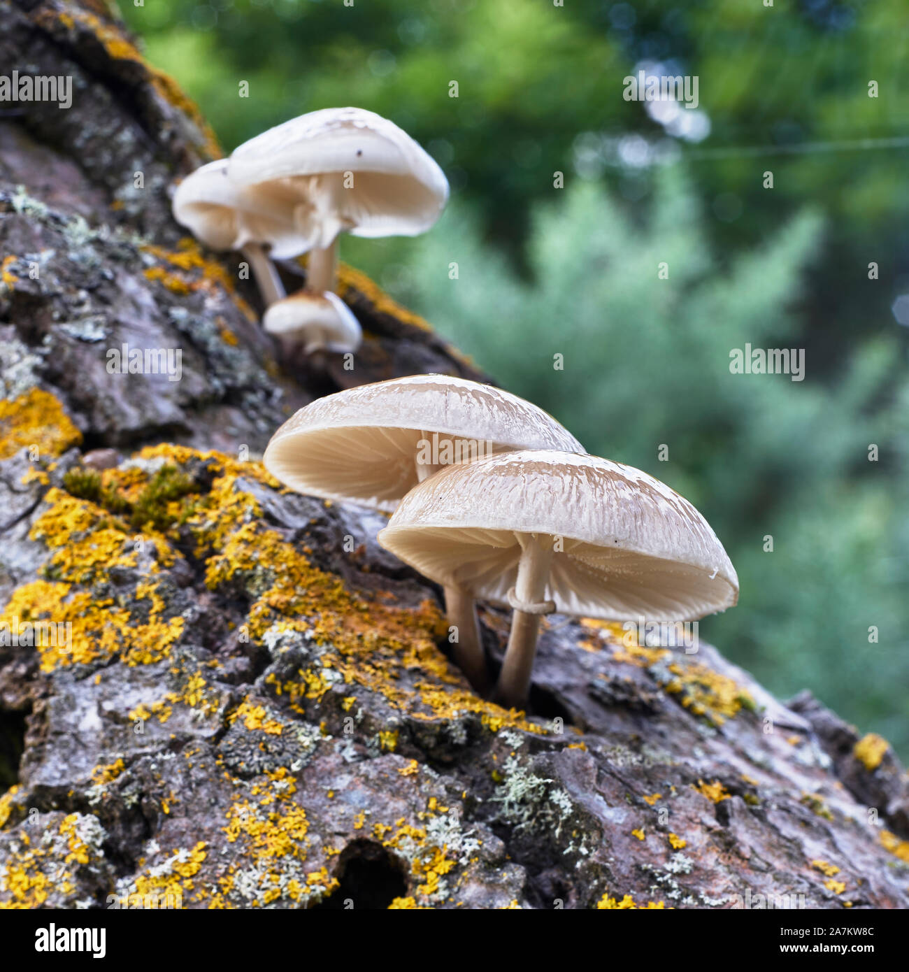 Porzellan Pilz (Oudemansiella mucida) wachsen auf toten Baumstamm, Black Isle, Highland, Schottland Stockfoto