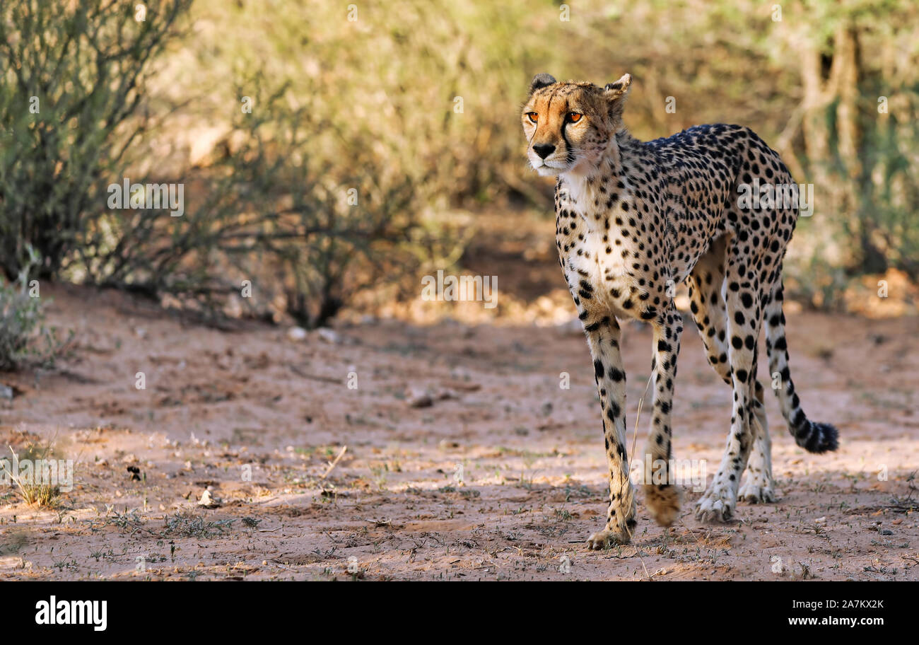 Cheetah, Kgalagadi Transfrontier National Park, Südafrika, (Acinonyx Stockfoto