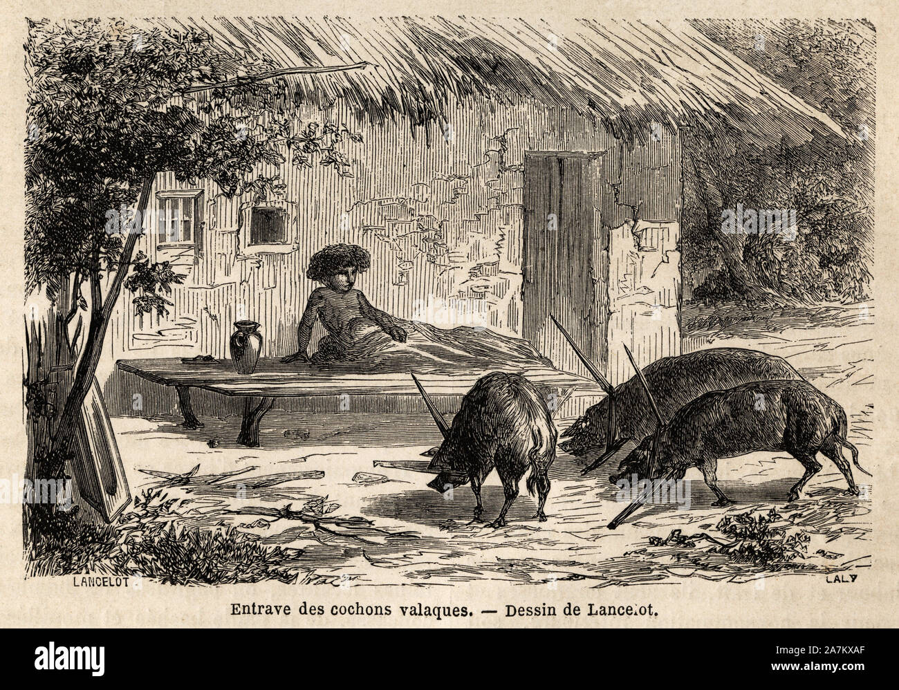 Entraves des pattes immobilizees anterieures, ainsi, Les cochons valaques, en Roumanie. Tiefdruck gießen illustrer Le voyage de Paris ein Bukarest, de Lanc Stockfoto