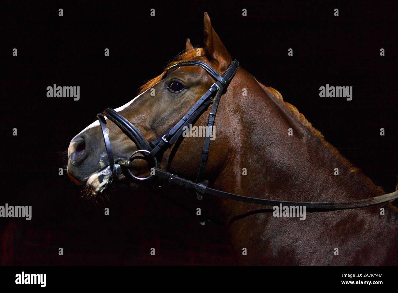 Dressur arabian Race Horse Portrait innen stabil Stockfoto