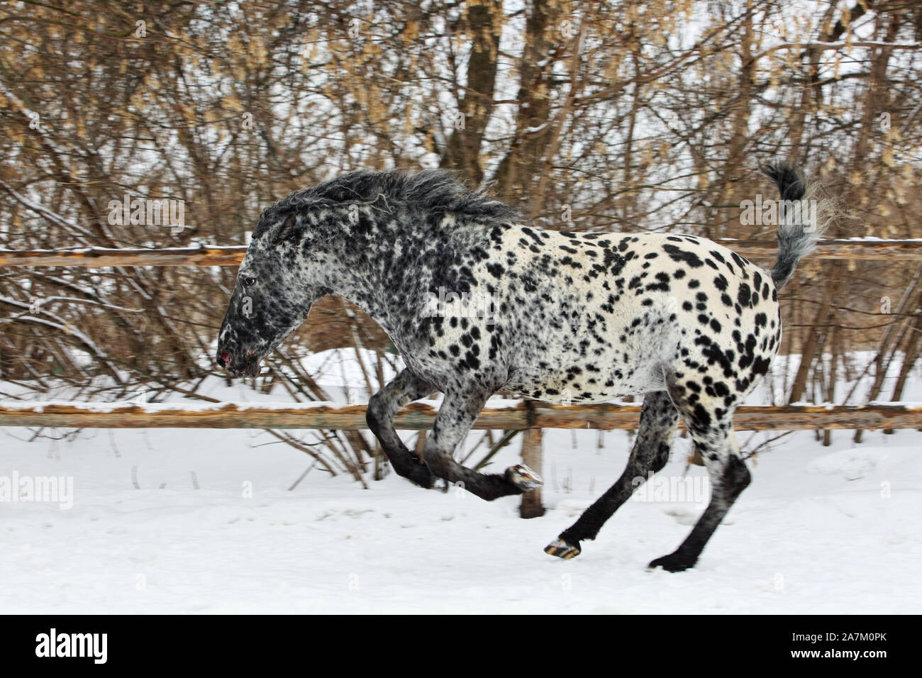 Curly seltenen gefleckten Pferd Rasse im Winter Ranch galoppieren. Stockfoto