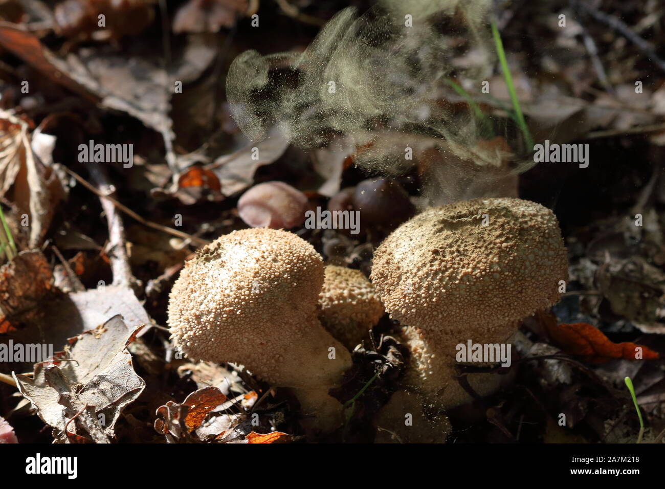 Eine Wolke von Sporen, die aus einem reifen gewöhnlichen Puffball (Lycoperdon perlatum) ausgeworfen wird, so dass seine Puffkugeln schmoren. Stockfoto