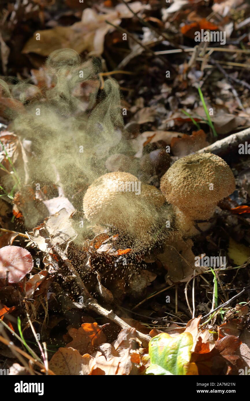 Eine Wolke von Sporen, die aus einem reifen gewöhnlichen Puffball (Lycoperdon perlatum) ausgeworfen wird, so dass seine Puffkugeln schmoren. Stockfoto