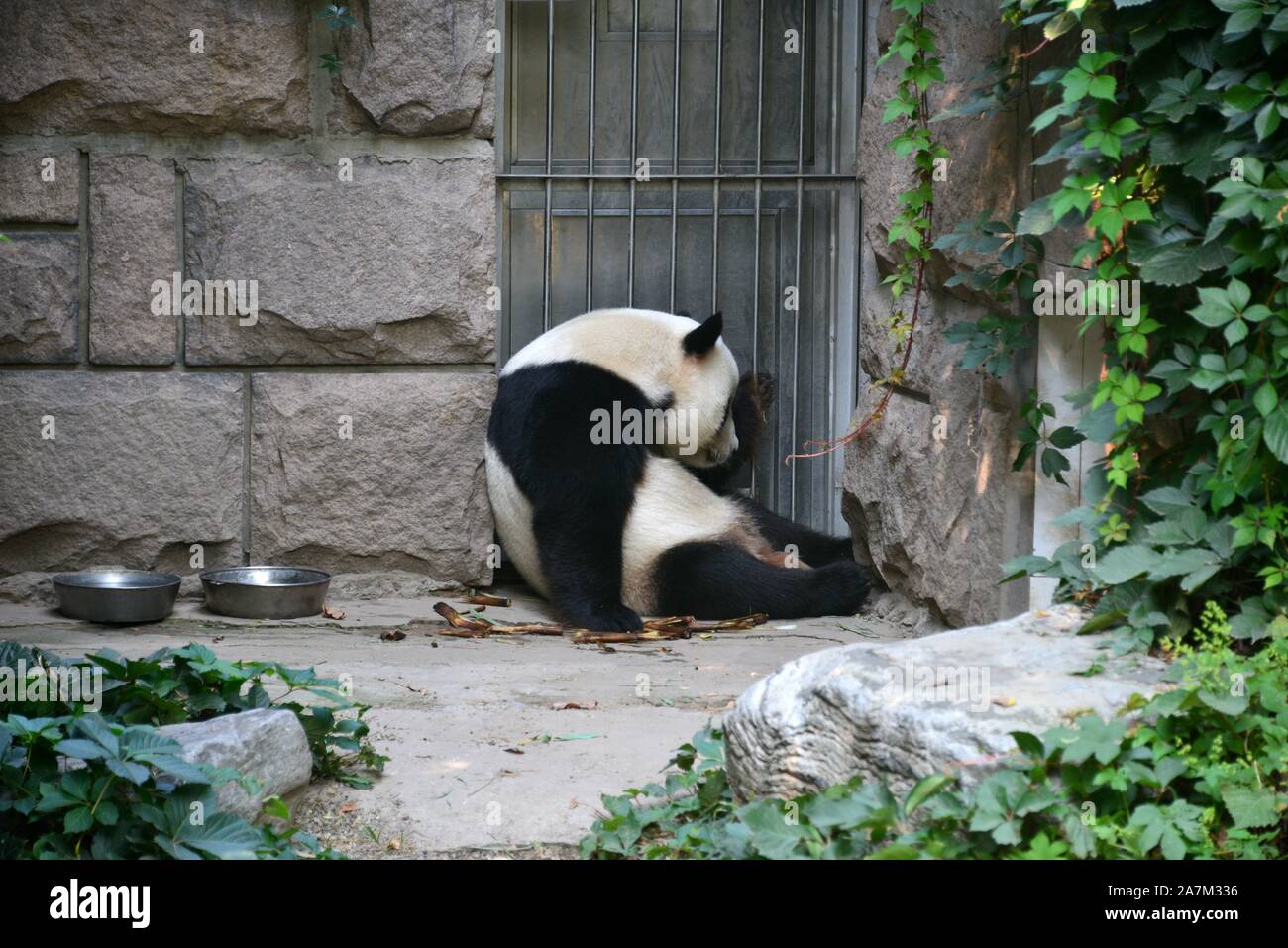 Eine hungrige Panda sitzt am Tor während der Mahlzeit Zeit im Pekinger Zoo in Peking, China, 3. September 2019. Stockfoto