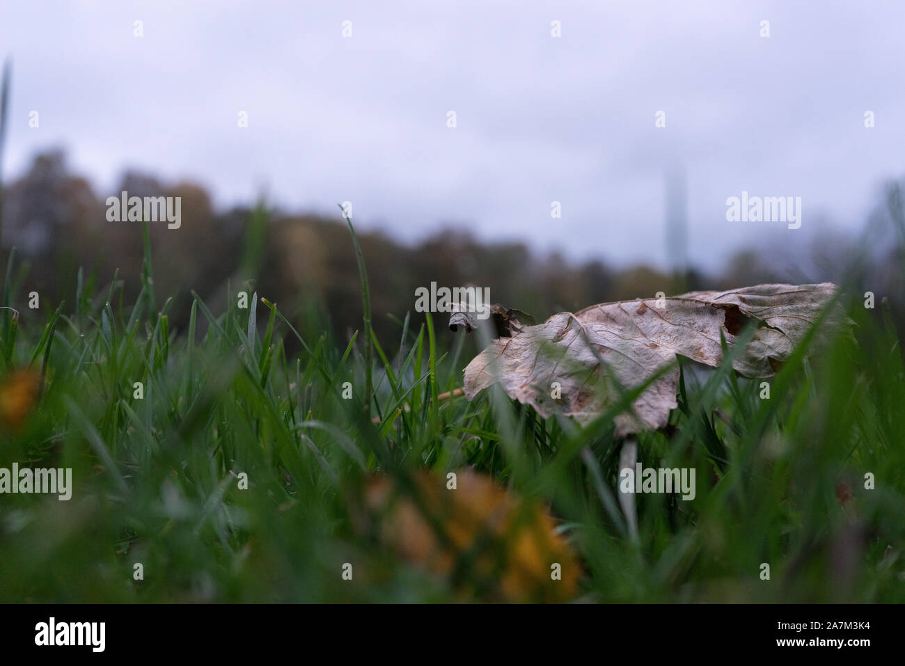 Herbst in Schottland Stockfoto