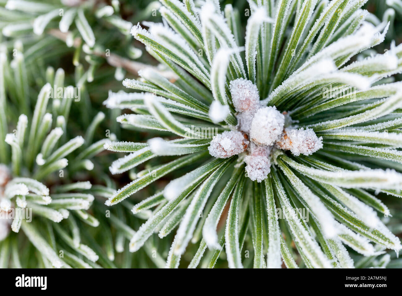 Winter Pine Tree in der Nähe bis in Frost und Schnee bedeckt. Stockfoto