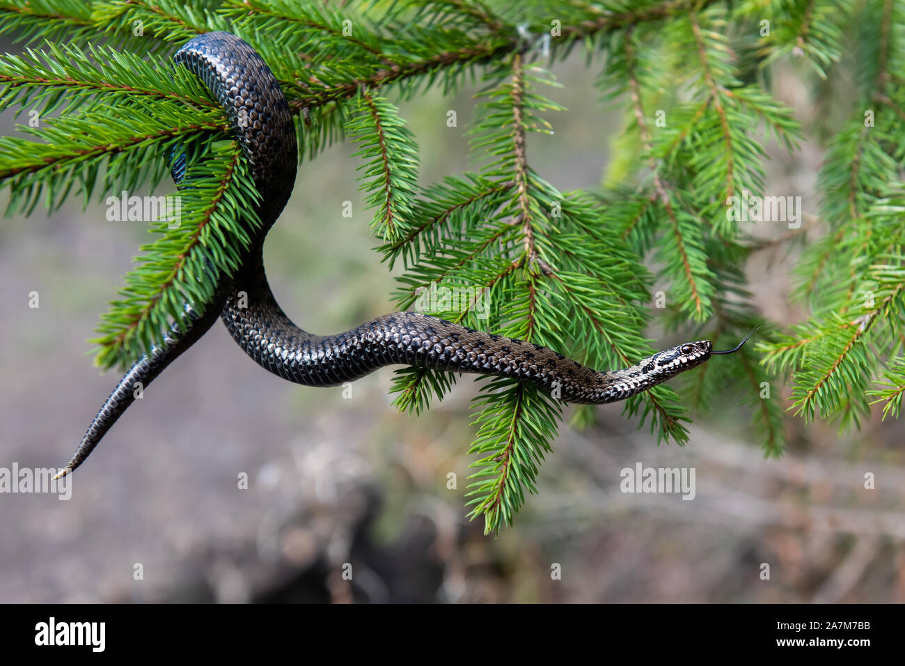 Closeup Schlange giftige Viper im Sommer auf Zweig des Baumes. Vipera berus Stockfoto