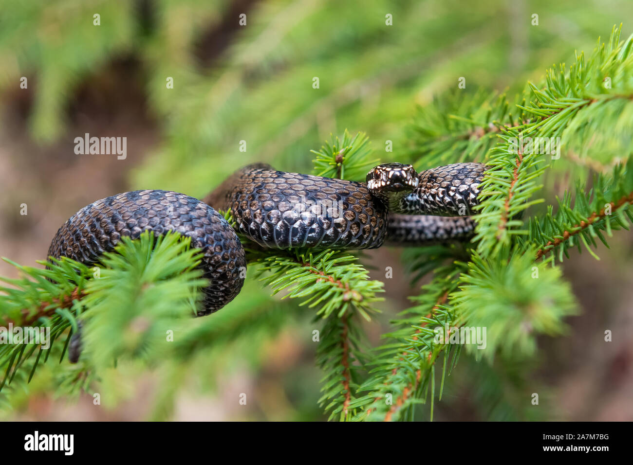 Closeup Schlange giftige Viper im Sommer auf Zweig des Baumes. Vipera berus Stockfoto