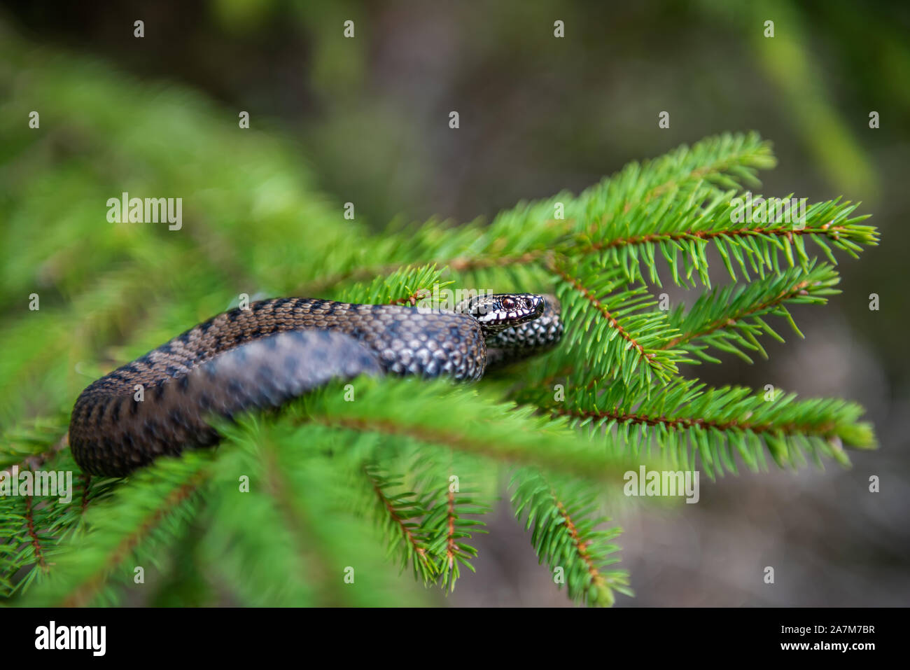 Closeup Schlange giftige Viper im Sommer auf Zweig des Baumes. Vipera berus Stockfoto