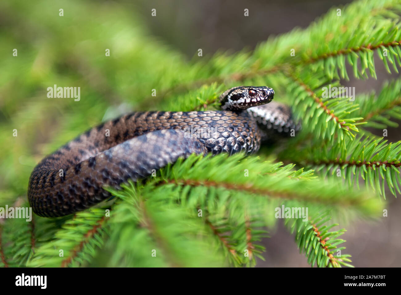 Closeup Schlange giftige Viper im Sommer auf Zweig des Baumes. Vipera berus Stockfoto