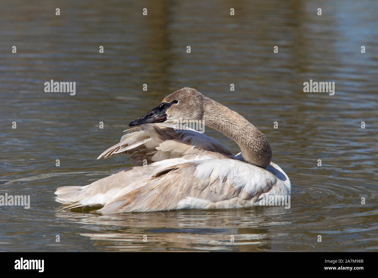 Detaillierte Nahaufnahme eines Nordamerikanischen Jugendlicher, der trompeter Schwan (Cygnus buccinator) in Wasser isoliert, Slimbridge Wetland Centre, UK, Federn herauszuputzen. Stockfoto