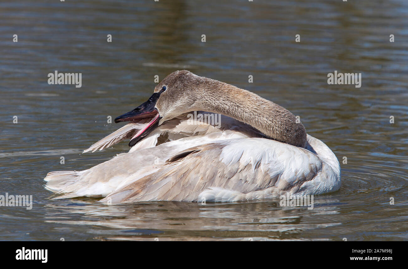 Detaillierte Nahaufnahme eines Nordamerikanischen Jugendlicher, der trompeter Schwan (Cygnus buccinator) in Wasser isoliert, Slimbridge Wetland Centre, UK, Federn herauszuputzen. Stockfoto