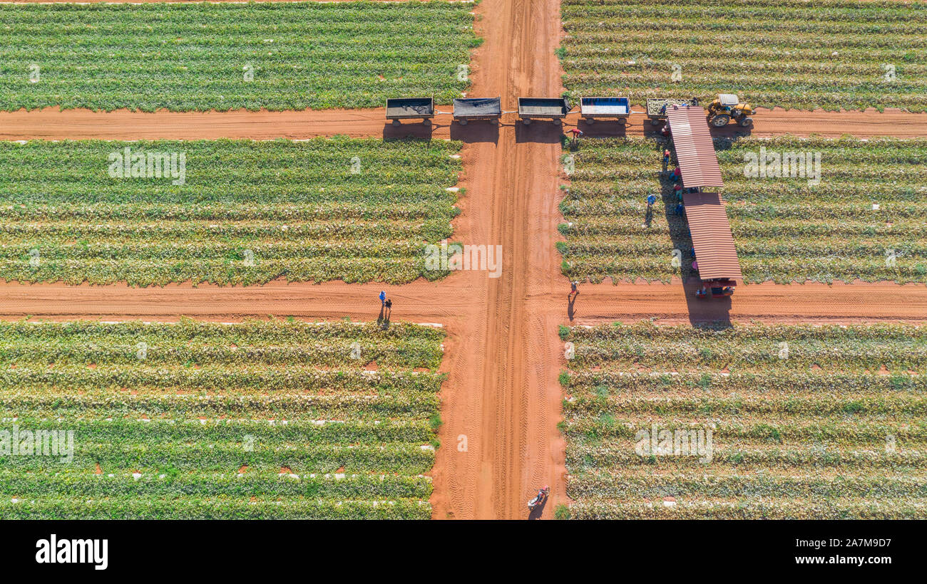 Brasilianische Obst- und Palmenfarm von oben mit einer Drohne, die die grünen Melonenpflanzen und Palmen bei der Ernte zeigt, umgeben von rotem Sand Stockfoto