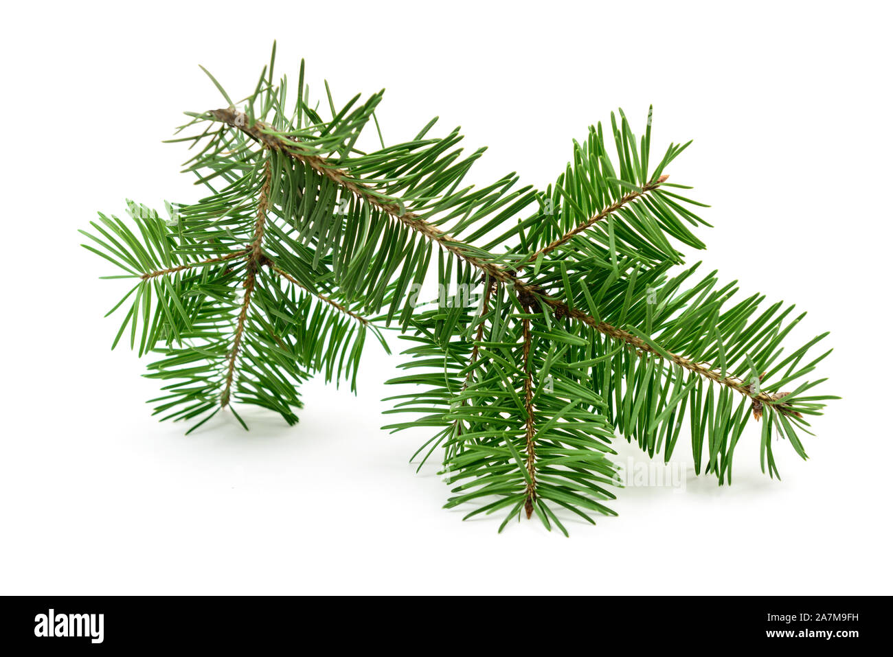 Weihnachten Baum auf einem weißen Hintergrund. Natürliche fichte Zweig design Element Stockfoto