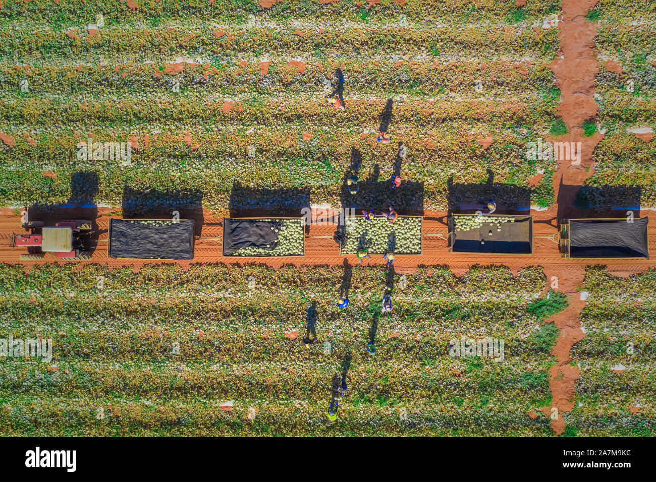 Brasilianische Obst- und Palmenfarm von oben mit einer Drohne, die die grünen Melonenpflanzen und Palmen bei der Ernte zeigt, umgeben von rotem Sand Stockfoto