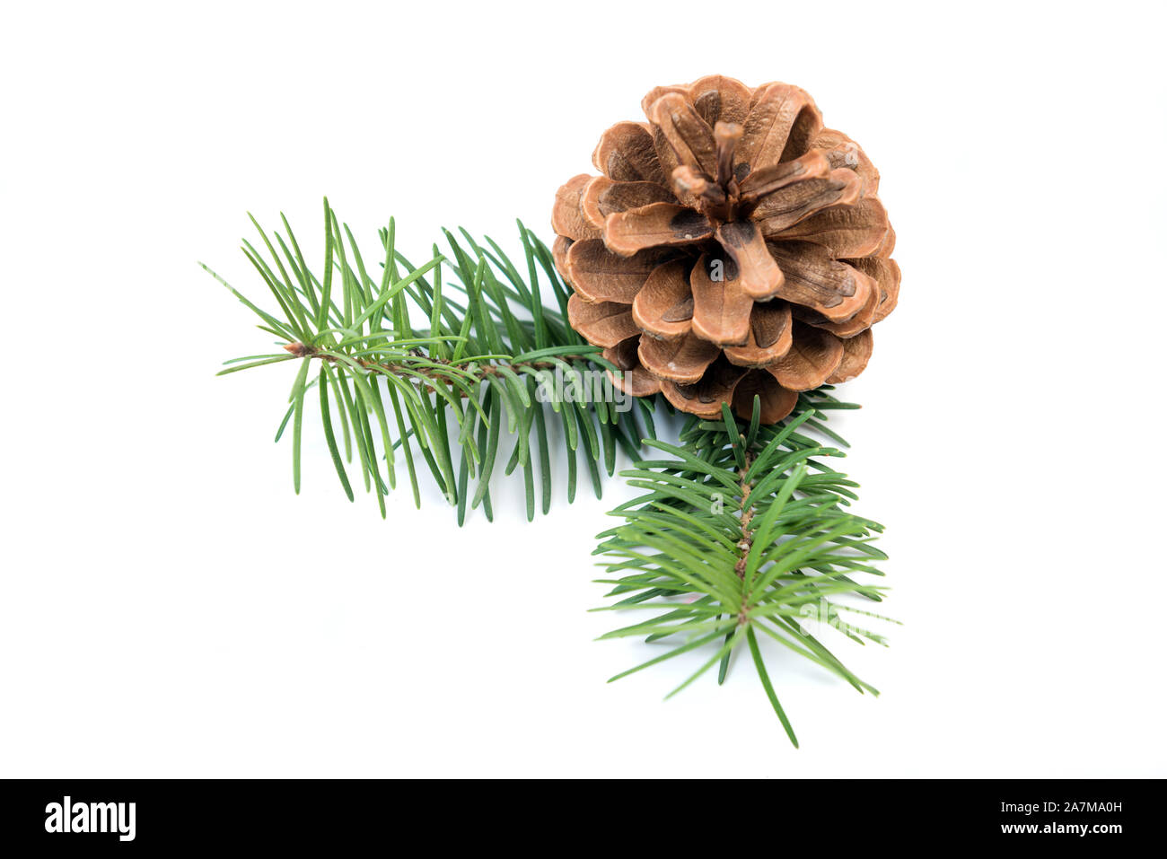 Pine Cone mit Weihnachtsbaum Zweig auf weißem Hintergrund Stockfoto