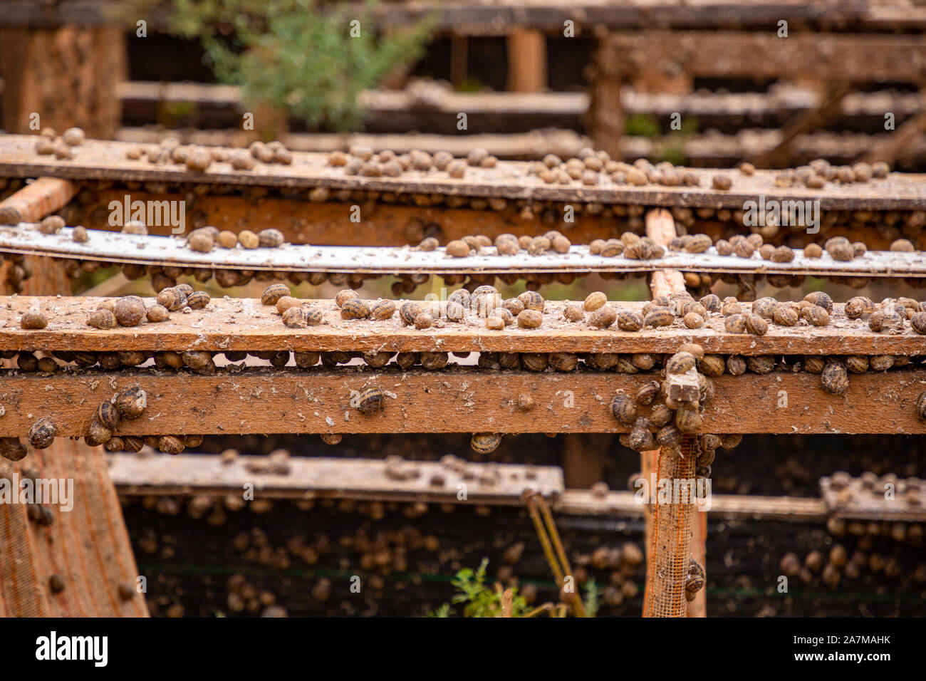 Schnecken während der Fütterung in privaten Schneckenfarm in der Tschechischen Republik Stockfoto