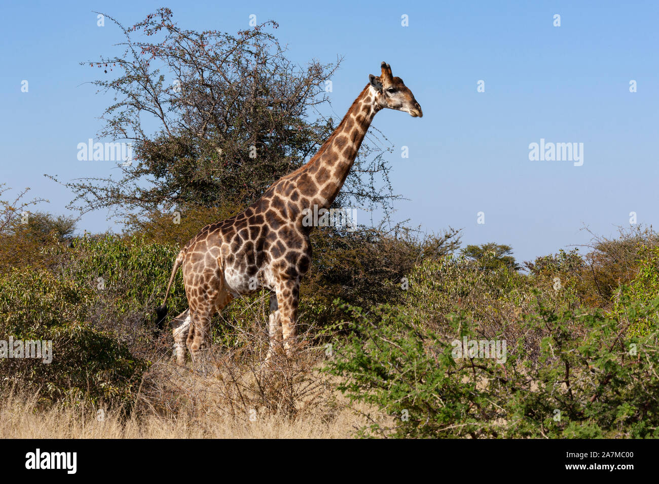 Giraffe (Giraffa Camelopardalis). Eine afrikanische Selbst-toed ungulate Säugetier, das grösste lebende Landtier und der größte meditativ. Savuti region Stockfoto