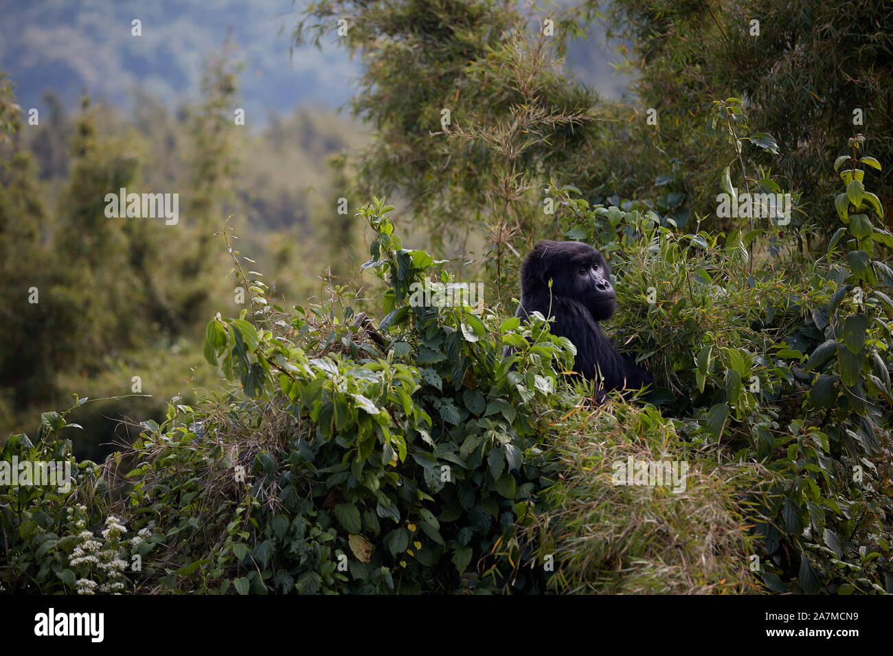 August 20, 2019, Ruhengeri, Ruanda: die Berggorillas in Ruanda wurde teilweise durch eine kleine Organisation von tierärzten als Gorilla Ärzte gespeichert wurde. Diese Ärzte haben sich auf die Erhaltung der Arten gewidmet. Sie haben dazu beigetragen, die Arten aus 3 x was sie war, bevor die organziation 1986 gestartet. Diese tierärzte bieten sowohl Forschung und medizinische Versorgung für die Gorillas leben in Volcanoes National Park in Ruhengeri Ruanda. . Ein Gorilla bilden die Agashya Gruppe. (Bild: © Allison Abendessen/ZUMA Draht) Stockfoto