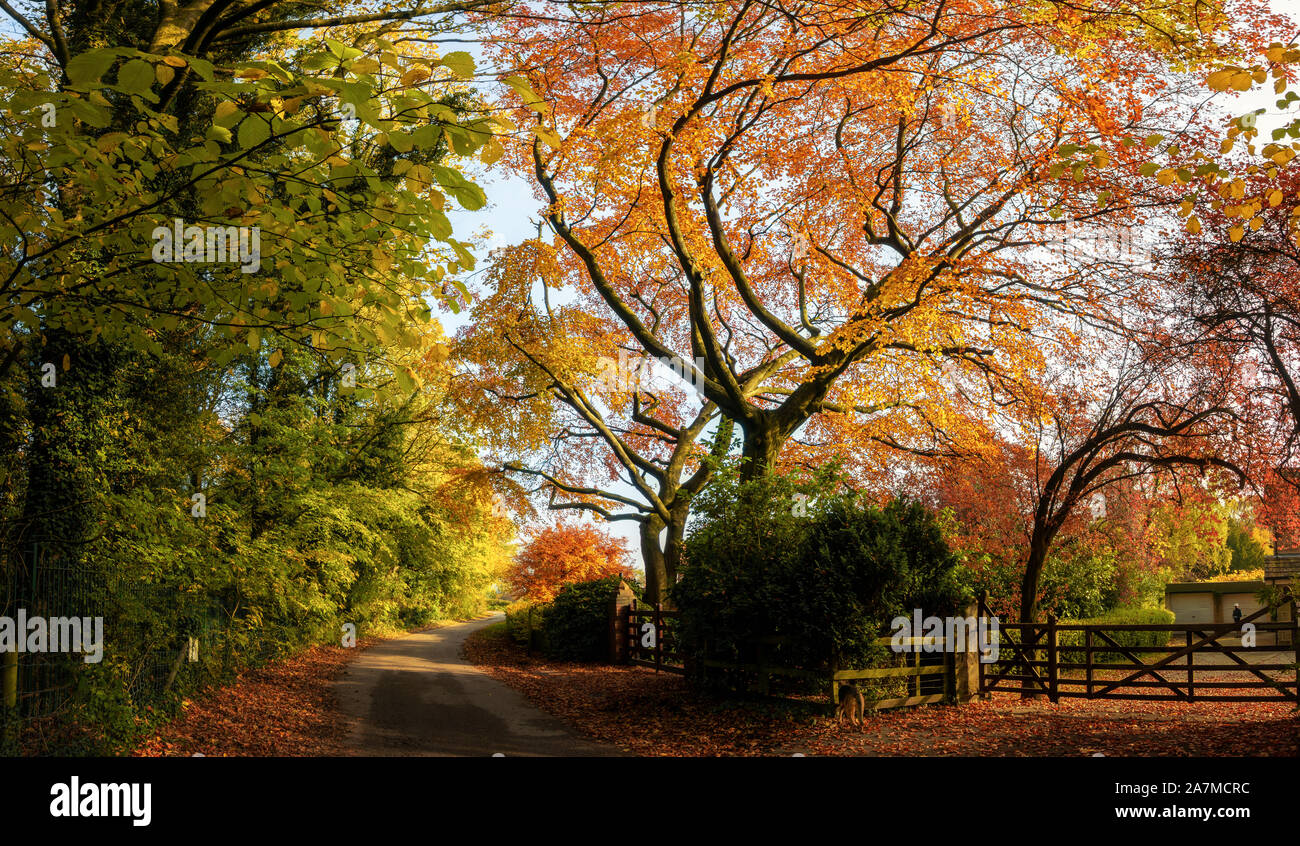 Herrliche herbstliche szene bunte Blätter im Herbst auf Bäumen in einem ruhigen Land Lane, West Yorkshire, UK Stockfoto