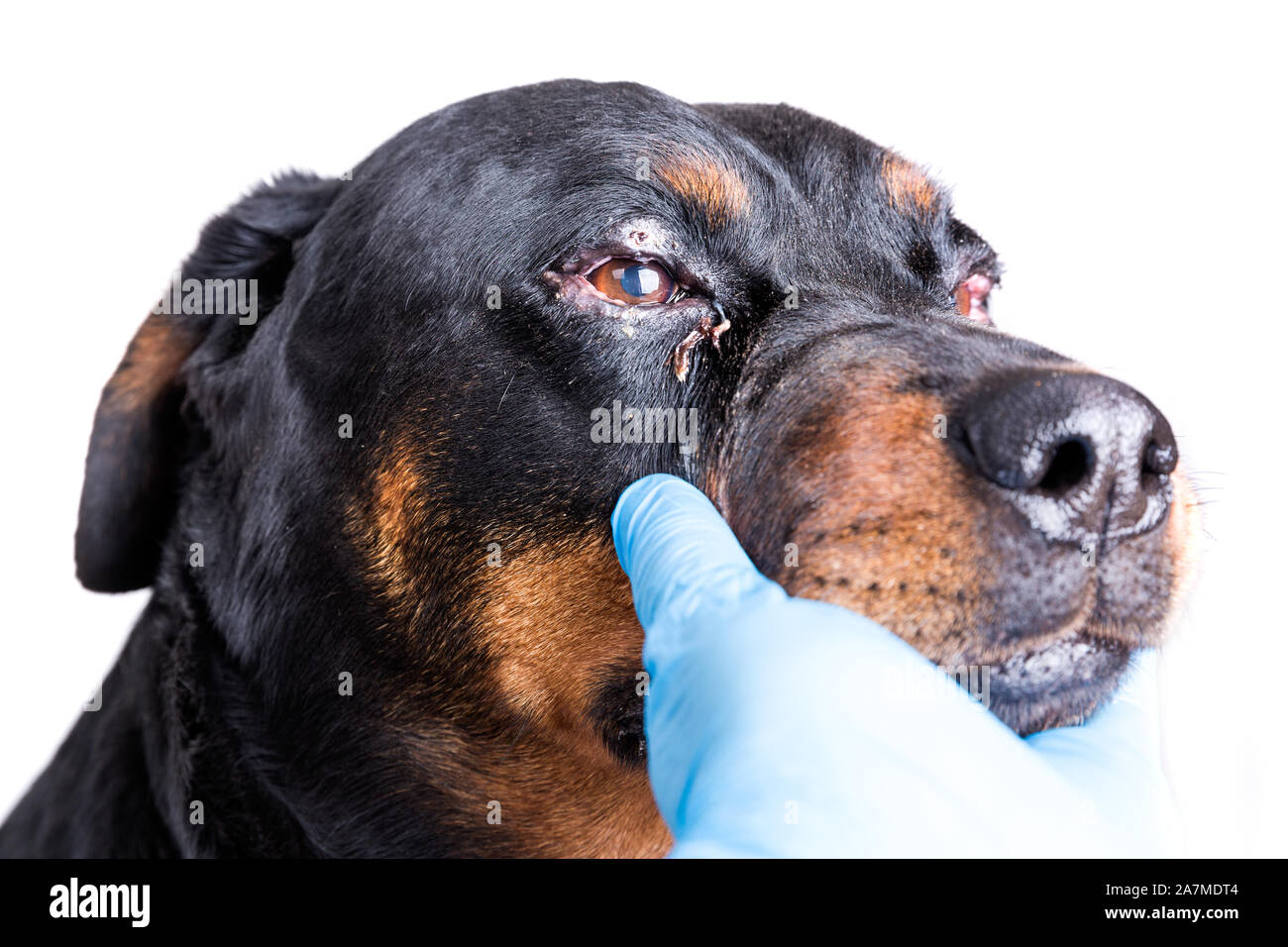 Blepharitis Stockfotos & Blepharitis Bilder Alamy