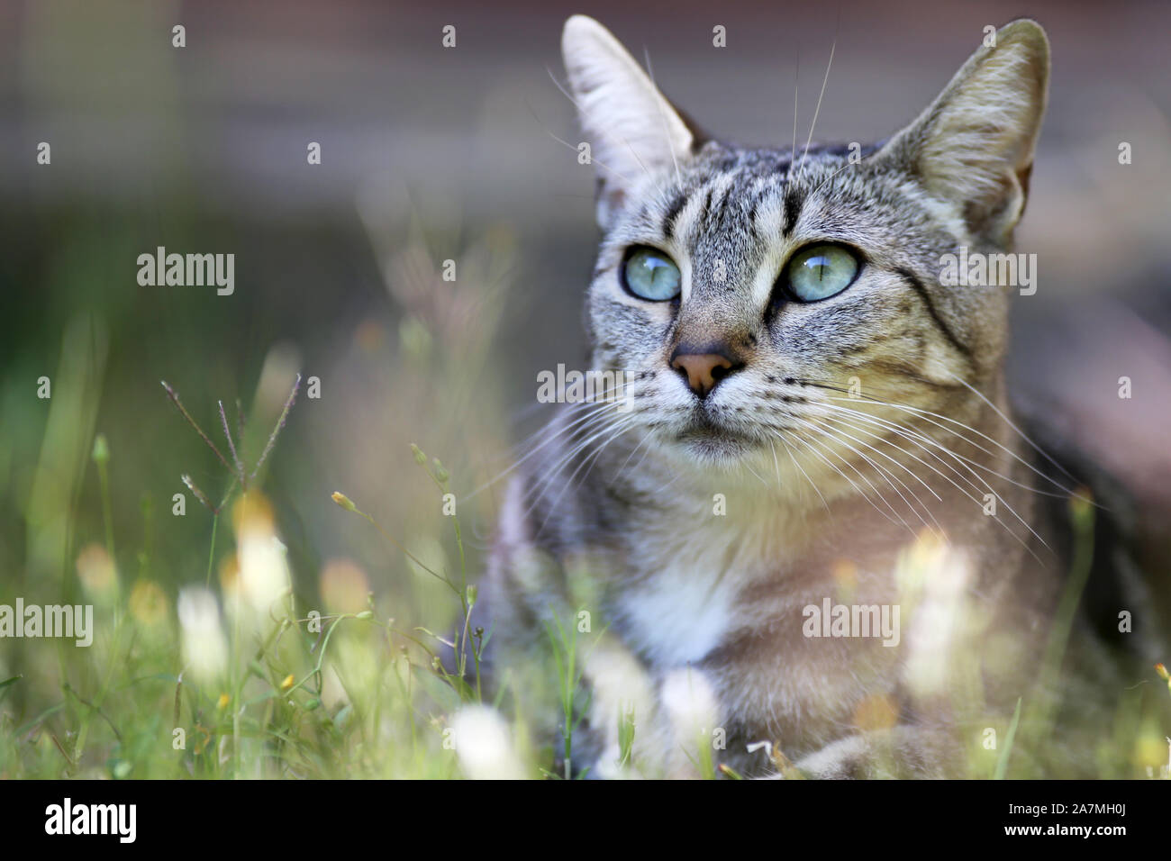 Porträt eines gemeinsamen Europäischen weibliche Katze. Stockfoto