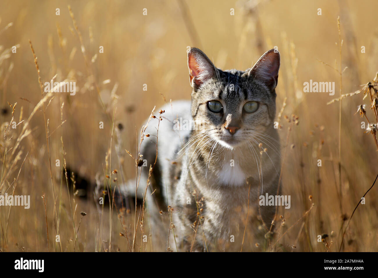 Eine gemeinsame europäische Katze in das trockene Gras im Sommer. Stockfoto