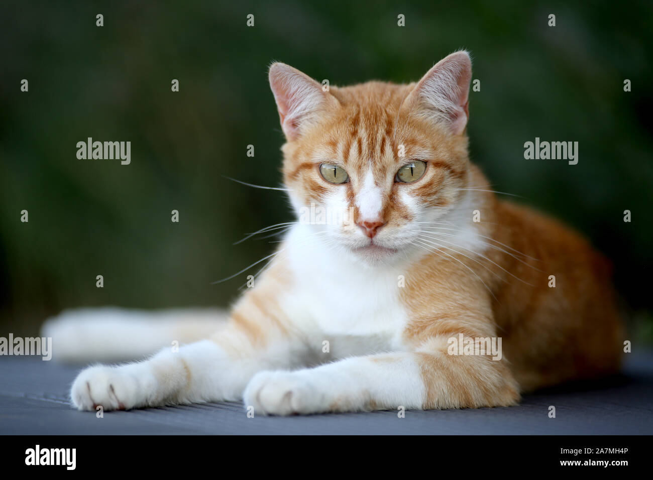 Portrait einer orange Tabby. Stockfoto