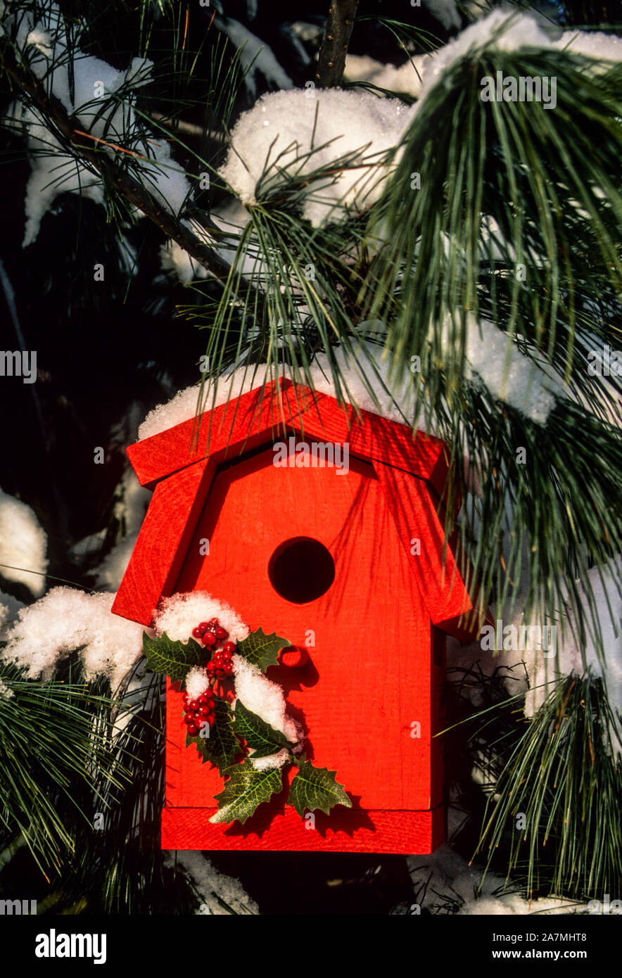 Nahaufnahme Rotbarn Vogelhaus, Schnee auf immergrünen, Monroe Twp., NJ New Jersey, USA, US, Vogelhaus Schnee Sturm Nistkästen Bauernhof Garten vertikal Stockfoto