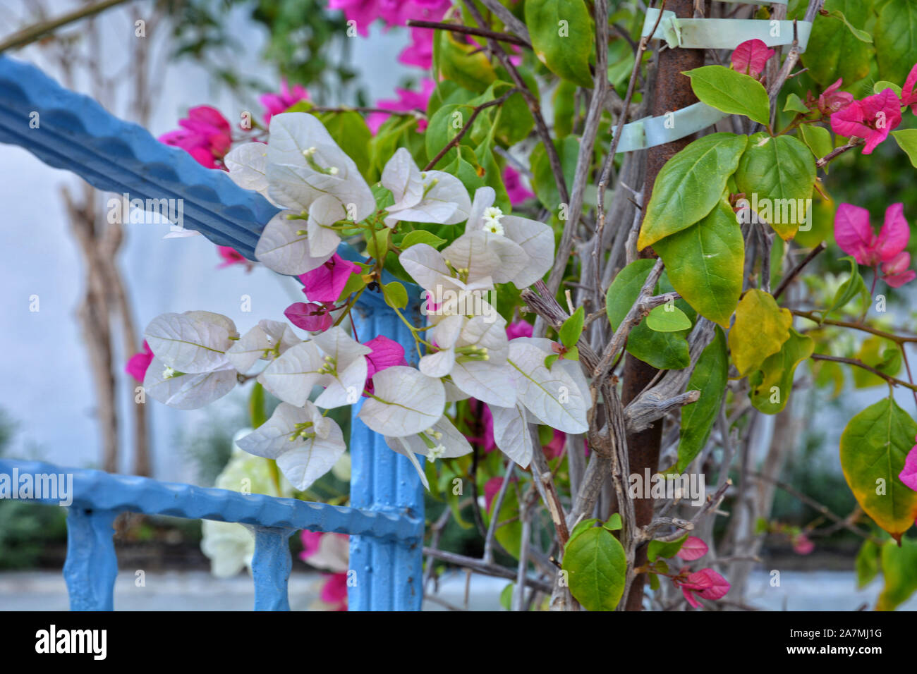 Blühende schöne weiße Bougainvillea Blumen im Garten Stockfoto