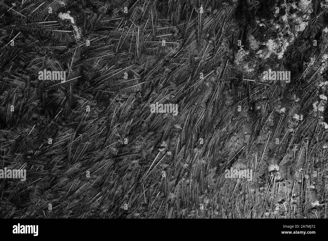 Luftaufnahme von gefällten Bäumen in den Dolomiten bei Val Di Fassa Stockfoto