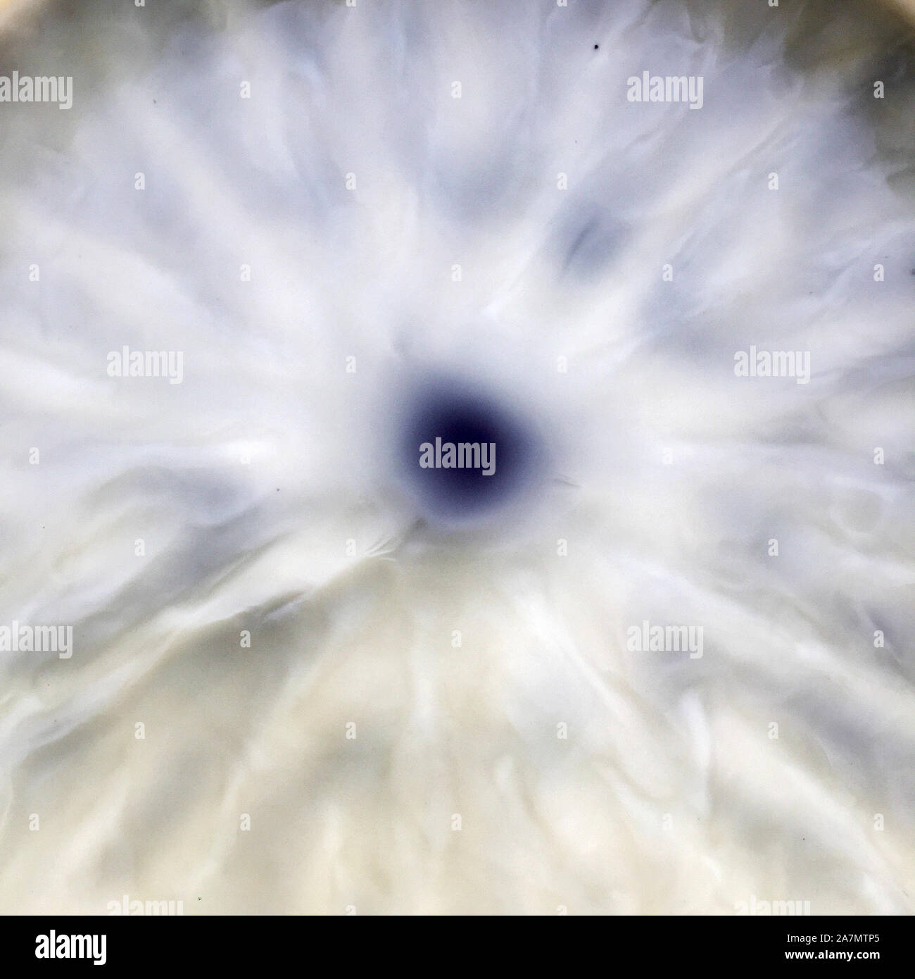 Foto zeigt blühen gelbe Blume Daisy, Kamille mit grünen Blättern, die lebendige Natur, ungewöhnliche Aroma Bouquet. Kamille Zeichnung bestehend aus Blumen sta Stockfoto