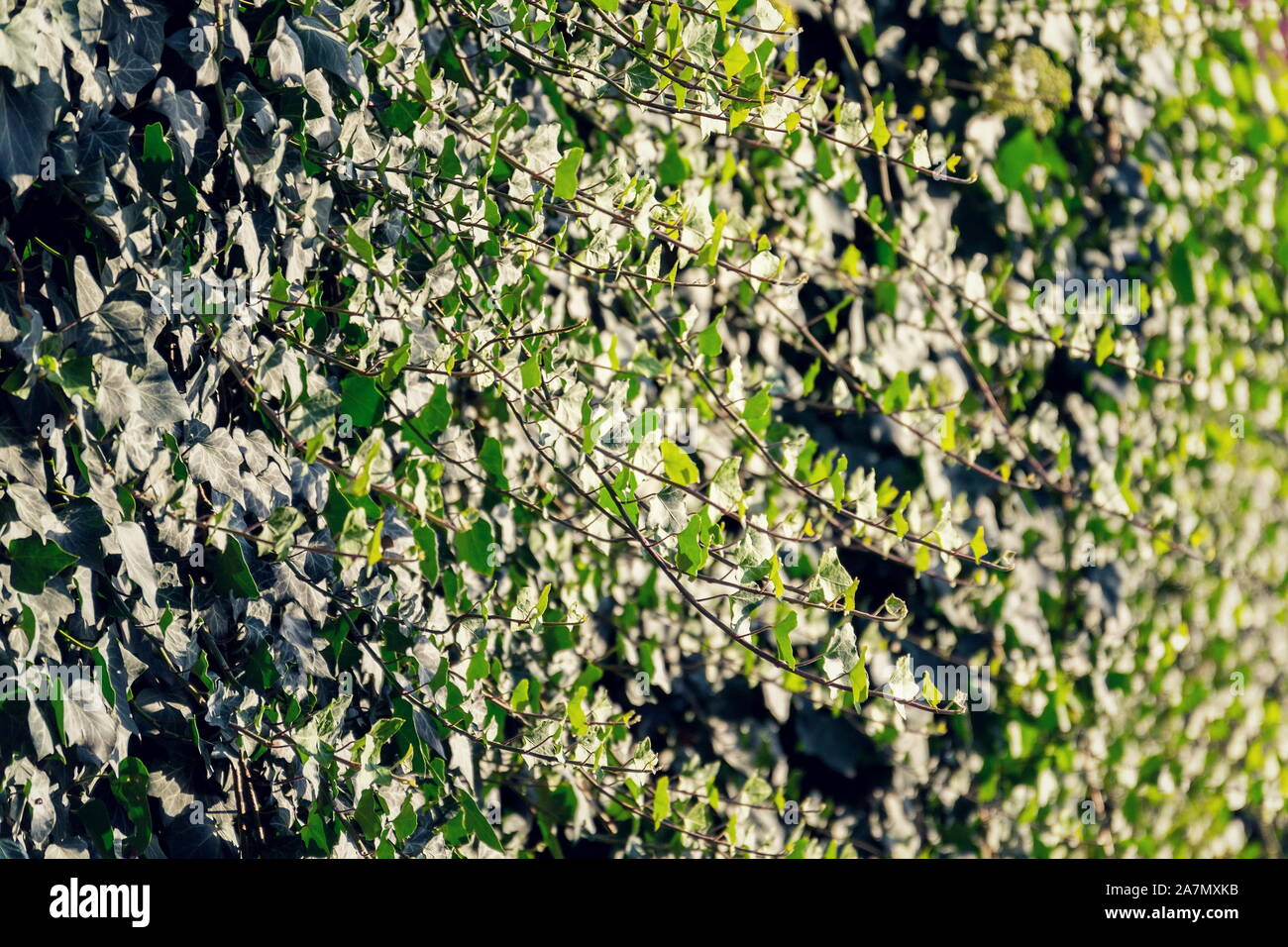 Evergreen gemeinsame Efeu, Hedera helix, kriechen sie auf der Wand, Englisch europäische Efeu, sonnigen Sommertag Stockfoto
