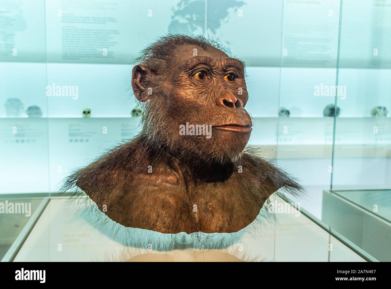 Lucy, Australopithecus afarensis, Leiter Wiederaufbau im Naturkundemuseum Basel, Schweiz. Stockfoto