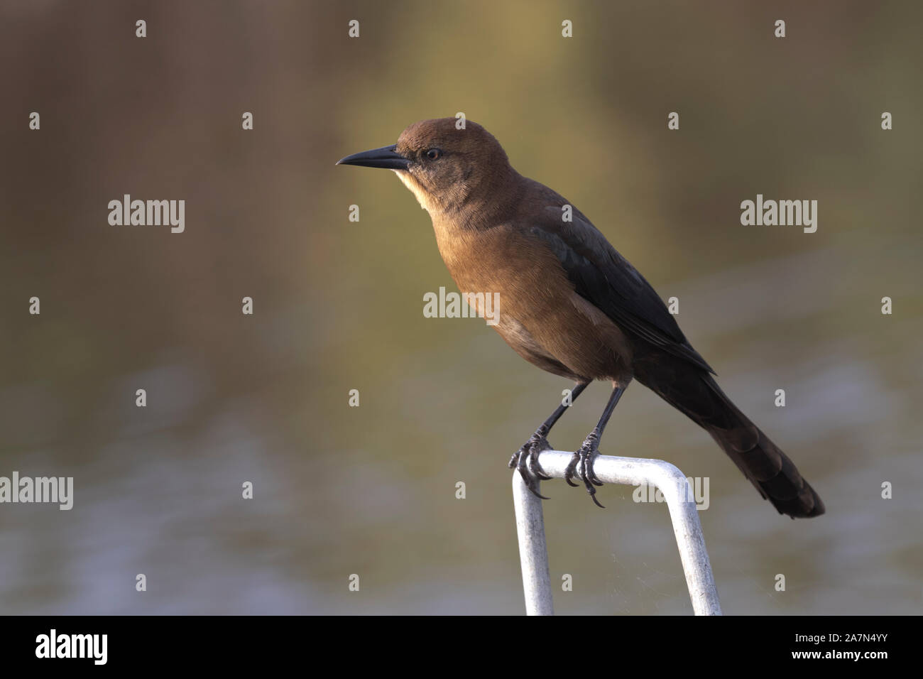 Fokus auf Herbst Farben des weiblichen Boot tailed grackle auf Angeln Brücke Hardware am Rockefeller Wildlife Refuge im südwestlichen Louisiana gehockt Stockfoto