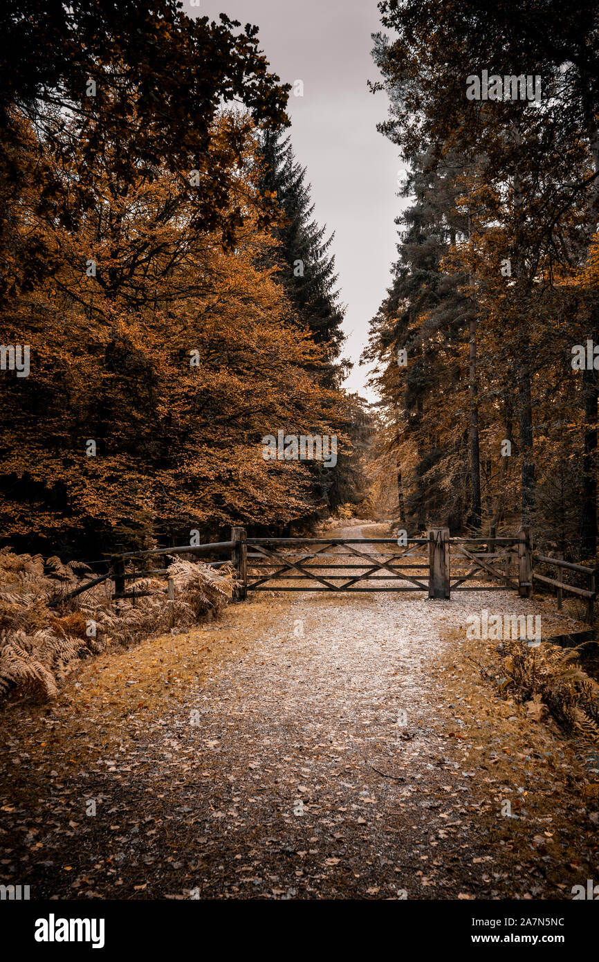 Ein Land tack oder Pfad im Herbst mit einem hölzernen Tor und Drehkreuz Stockfoto