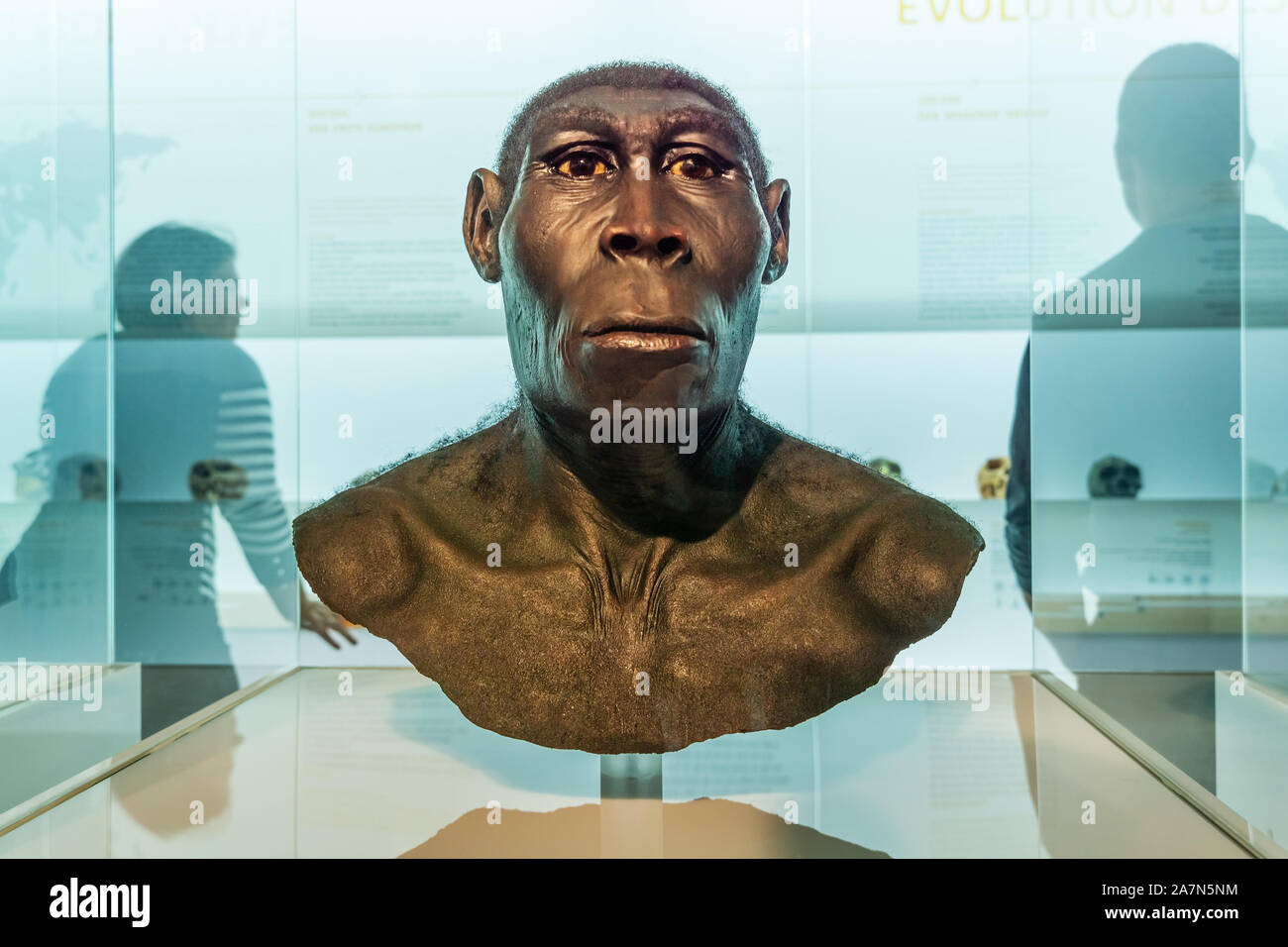 Peking Mann, Brust und Kopf Wiederaufbau, Homo erectus Pekinensis, Naturhistorisches Museum Basel, Schweiz ausgestellt. Stockfoto