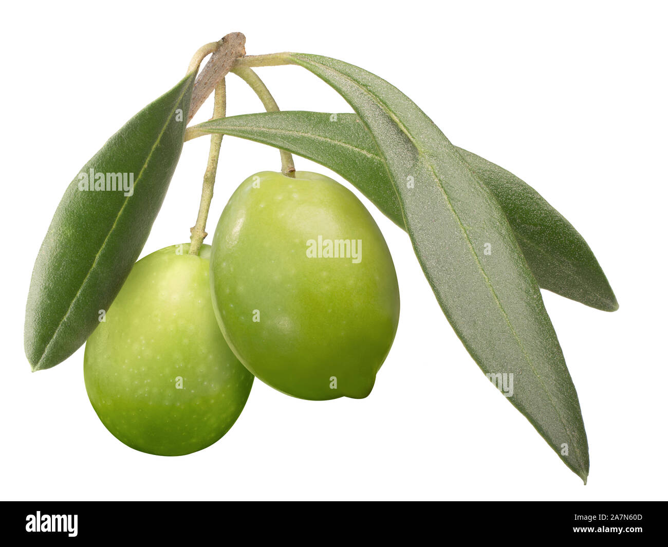 Zwei grüne Oliven auf Ast mit Blätter (Olea europaea Früchte), isoliert Stockfoto