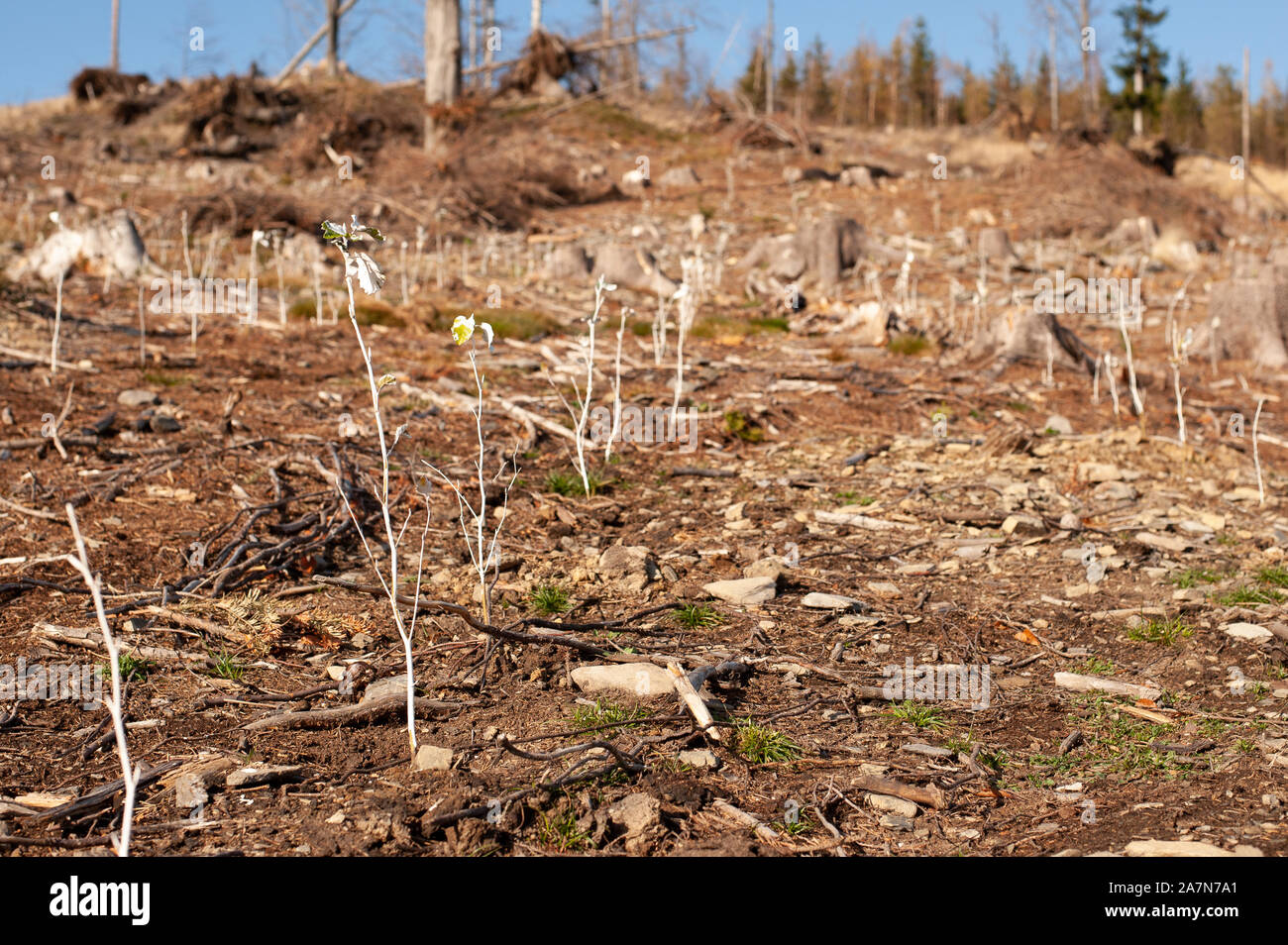 Wald Erholung nach borkenkäfer Unglück. Junge Bäume gepflanzt. Stockfoto