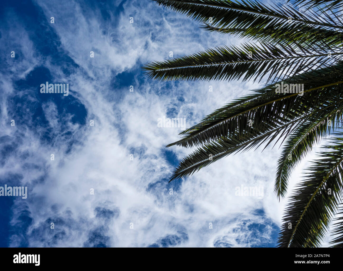 Niedrigen Winkel Ansicht Palme gegen blauen Himmel Stockfoto