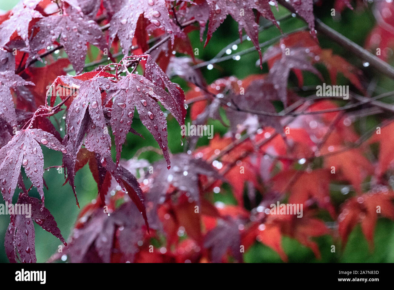 Schöne rote Ahornblätter im Herbst regen. Der Regen fällt auf Red Leaf. Hintergrund der Blätter im Herbst. Regenwetter. Stockfoto
