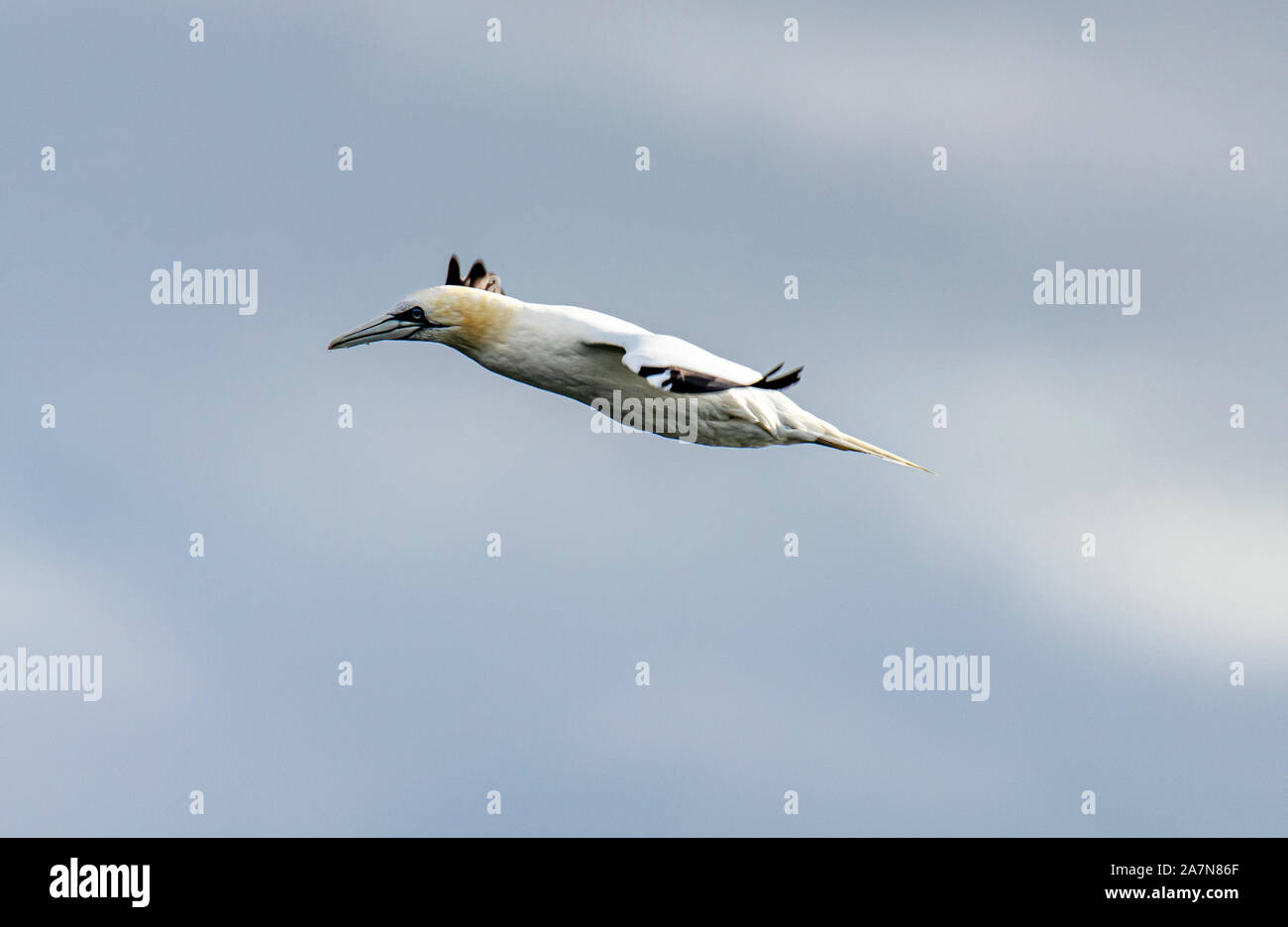 Gannet im Flug, aufgenommen auf den Shetland-Inseln, Schottland Stockfoto