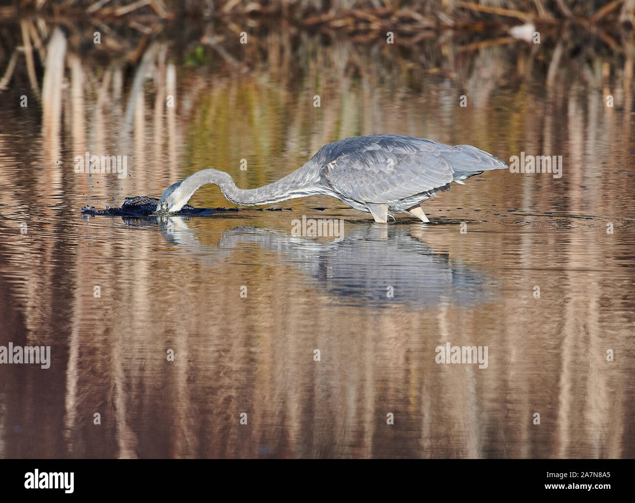 Great Blue Heron (Ardea herodias) auf der Suche nach Beute in einem Teich an, breit Cove, Nova Scotia, Kanada, Stockfoto