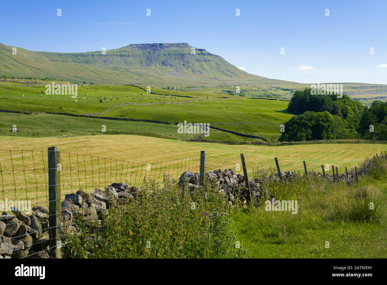 Ingleborough in den Yorkshire Dales National Park, North Yorkshire in der Nähe von Chapel-le-Dale, England. Stockfoto