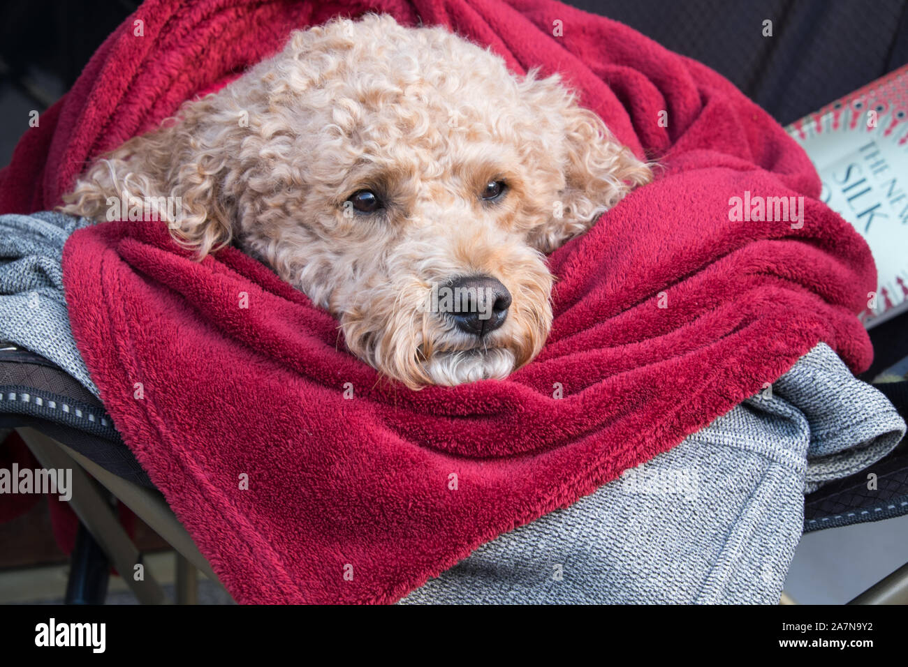 Netter Hund Straße Hund in einer roten Decke gewickelt Stockfoto