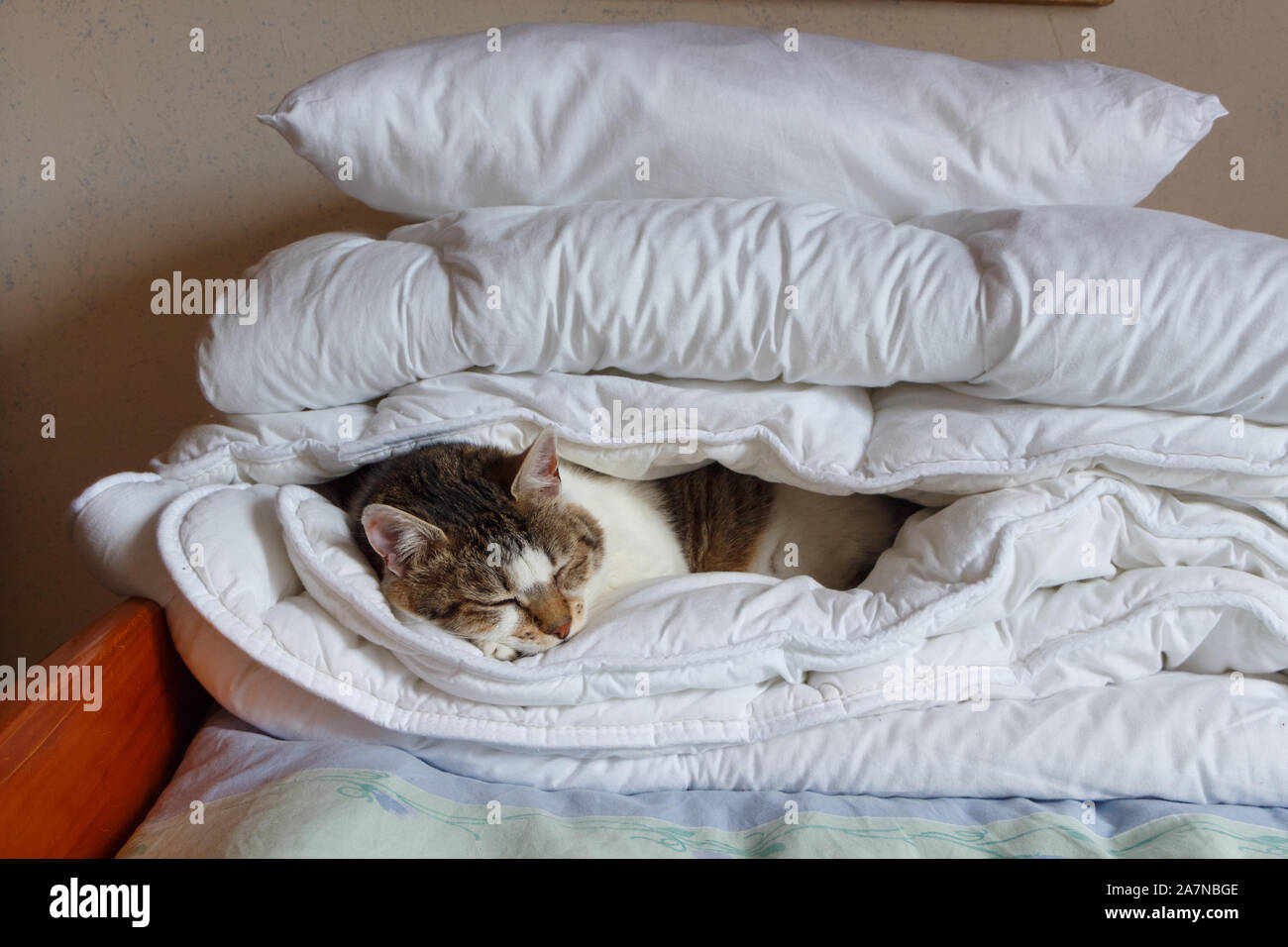 Tabby Katze schlafen in einem Bett auf einem Bett in einem Schlafzimmer Stockfoto