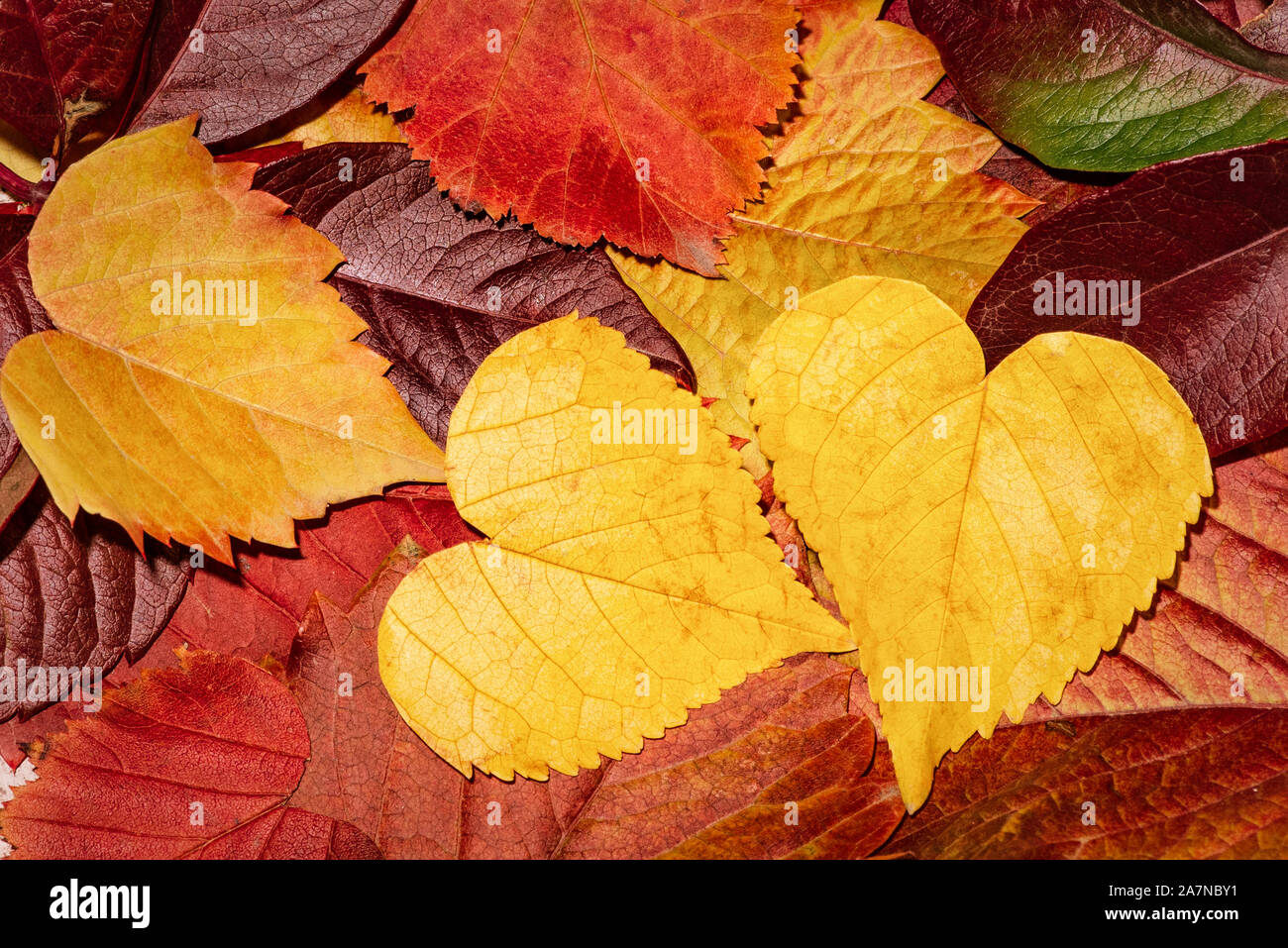 Blätter im Herbst in verschiedenen Farben, Herbst Hintergrund. Blätter in  der Nähe. Blätter in der Form von Herzen Stockfotografie - Alamy