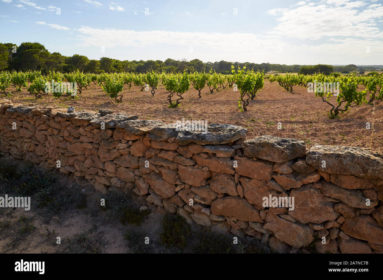 Traditionelle Weinbau in einem Wein Weinreben (Vitis vinifera) Weinberg umgeben von einem trockenen stonewall (Pityuses, Formentera, Balearen, Spanien) Stockfoto